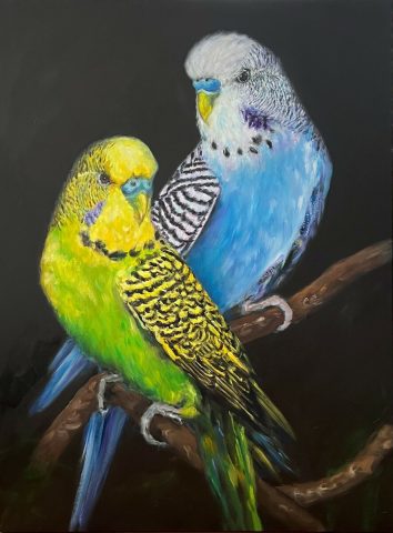 Budgie Brilliance