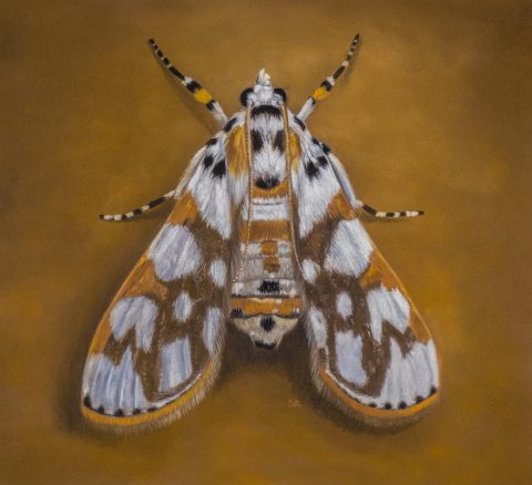 BEST WILDLIFE SECOND PRIZE - Gold moth