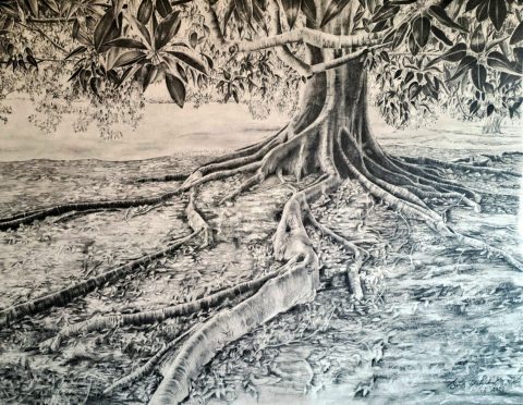 SENIOR ART BEST DRAWING - Moreton Bay Fig